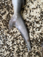 Carcharhinus falciformis