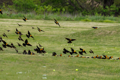 Xanthocephalus xanthocephalus