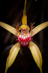 Caladenia pectinata
