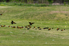 Xanthocephalus xanthocephalus