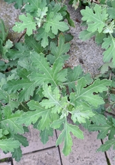 Artemisia princeps