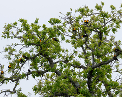 Xanthocephalus xanthocephalus