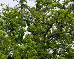 Xanthocephalus xanthocephalus