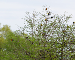 Xanthocephalus xanthocephalus