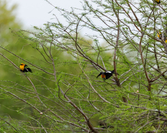 Xanthocephalus xanthocephalus