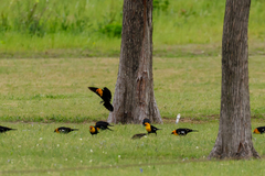 Xanthocephalus xanthocephalus