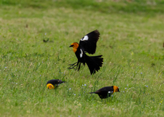 Xanthocephalus xanthocephalus