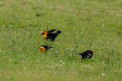 Xanthocephalus xanthocephalus