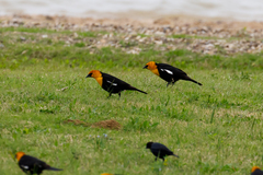 Xanthocephalus xanthocephalus