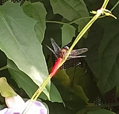 Orthetrum chrysis