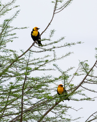 Xanthocephalus xanthocephalus