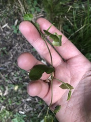 Muehlenbeckia australis
