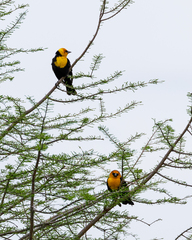 Xanthocephalus xanthocephalus