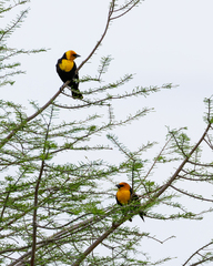 Xanthocephalus xanthocephalus