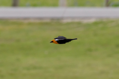 Xanthocephalus xanthocephalus