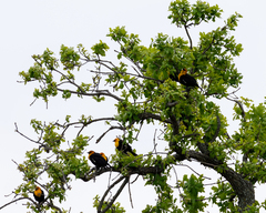 Xanthocephalus xanthocephalus