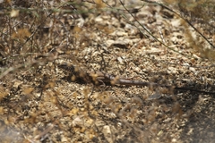 Aspidoscelis tigris