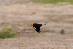 Xanthocephalus xanthocephalus