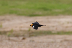 Xanthocephalus xanthocephalus