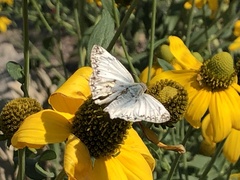 Heliopetes ericetorum