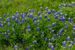 Lupinus texensis