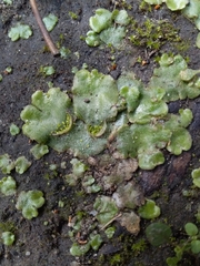 Lunularia cruciata