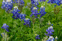 Lupinus texensis