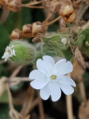 Melandrium