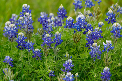 Lupinus texensis