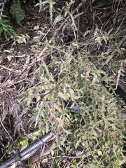 Dacrycarpus dacrydioides