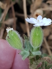 Melandrium