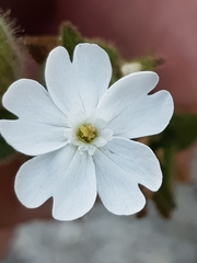 Melandrium