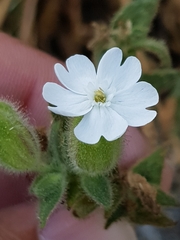 Melandrium