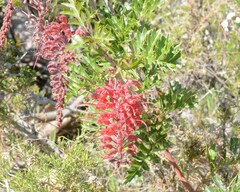 Grevillea bipinnatifida