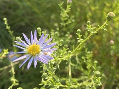 Erigeron foliosus