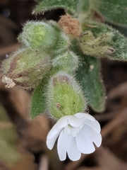 Melandrium