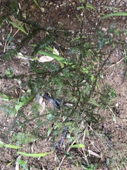 Dacrycarpus dacrydioides