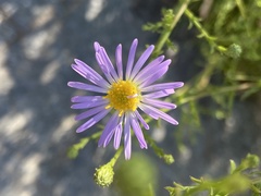 Erigeron foliosus