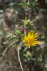 Berkheya spinosissima