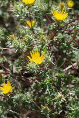Berkheya spinosissima