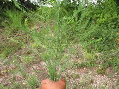 Asparagus
