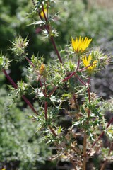 Berkheya spinosissima