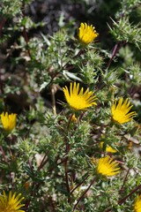 Berkheya spinosissima