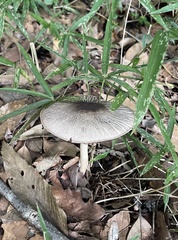Agaricales