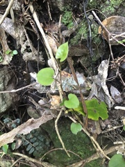 Muehlenbeckia australis