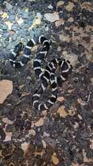 Lampropeltis californiae
