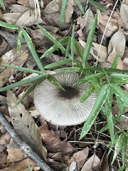 Agaricales