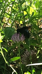 Xylocopa violacea