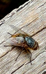 Calliphora stygia
