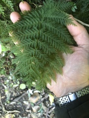 Leptopteris hymenophylloides